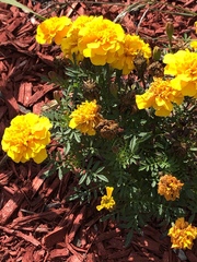 Tagetes erecta