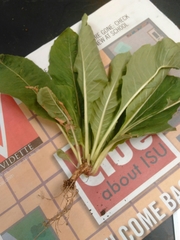 Phytolacca americana