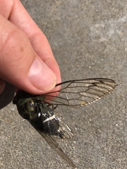 Neotibicen latifasciatus