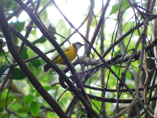 Tenggara Whistler (Pachycephala calliope), photo 4