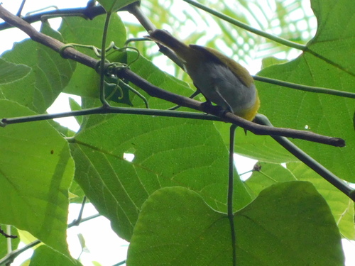 Yellow-spectacled Heleia (Heleia wallacei), photo 4