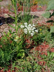 Daucus carota