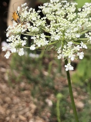 Daucus carota