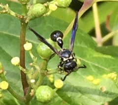 Zethus spinipes variegatus