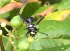 Zethus spinipes variegatus