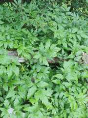 Xanthorhiza simplicissima