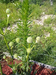 Eryngium yuccifolium