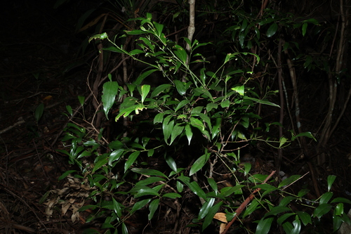 Image of Cryptocarya laevigata by (c) Greg Tasney, some rights reserved (CC BY-SA)