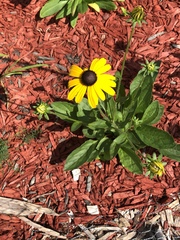 Rudbeckia
