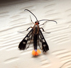 Synanthedon acerni