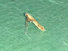 Caloptilia bimaculatella