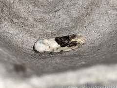 Ponometia erastrioides