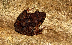 Minervarya keralensis