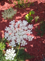 Daucus carota