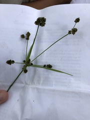 Scirpus hattorianus
