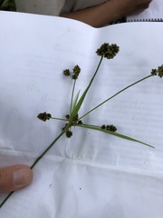 Scirpus hattorianus