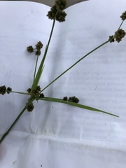 Scirpus hattorianus