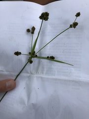 Scirpus hattorianus