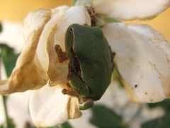 Hyla molleri