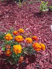 Tagetes