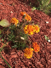 Tagetes erecta