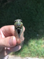 Neotibicen latifasciatus