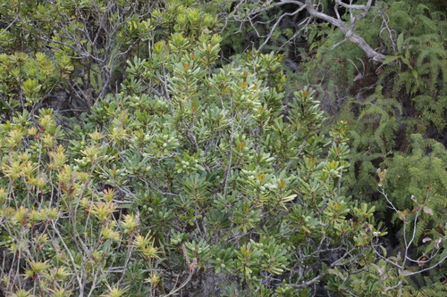 Garnieria spathulifolia observed 2023-09-21