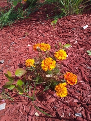 Tagetes erecta