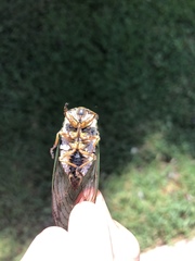 Neotibicen latifasciatus