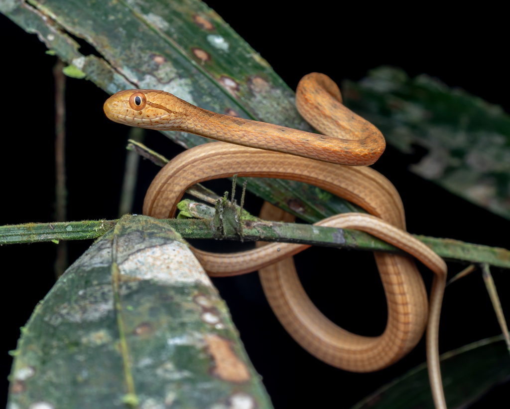 Amazon Coastal House Snake