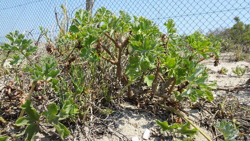 Image of Gouty Storksbill (Pelargonium gibbosum) by (c) Paul Emms, some rights reserved (CC BY-SA)