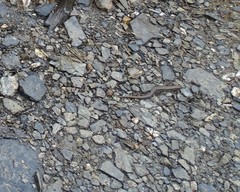 Sphenomorphus taiwanensis