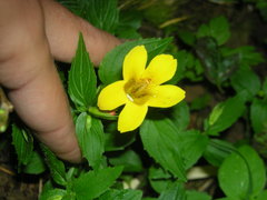 Erythranthe dentata