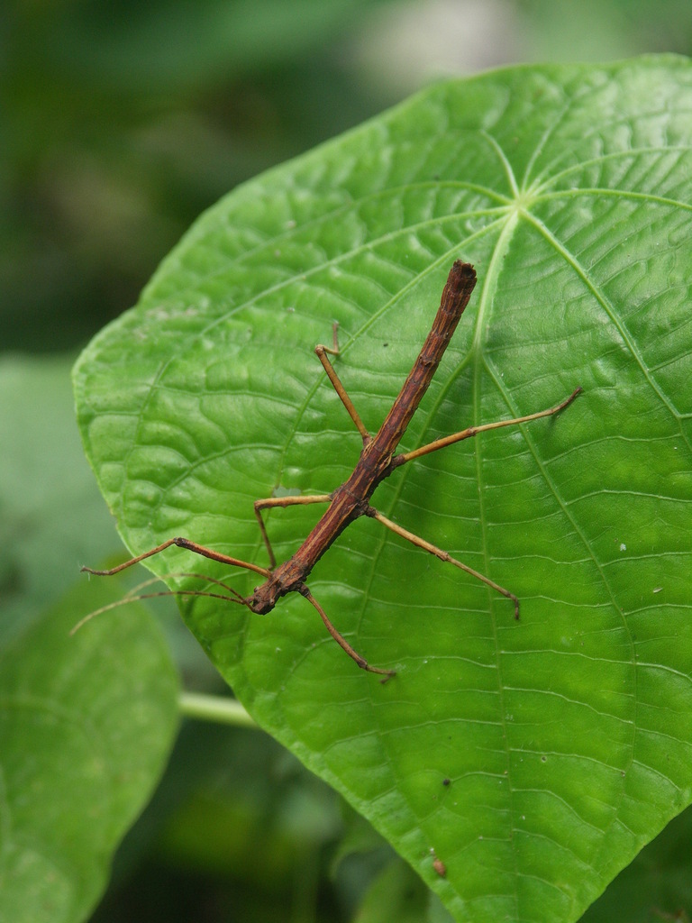 Apteroxylus