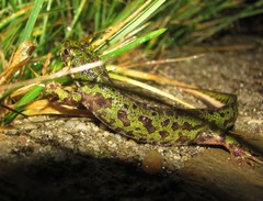 Triturus pygmaeus