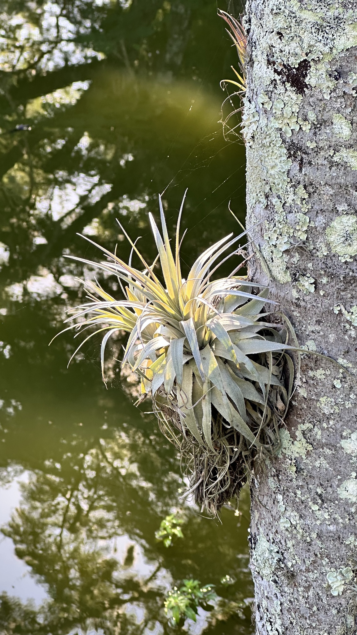 Tillandsia gardneri