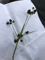 Scirpus hattorianus