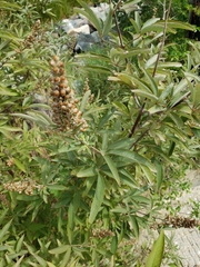 Vitex agnus-castus