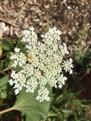 Daucus carota