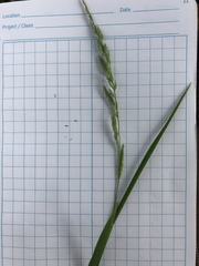 Muhlenbergia mexicana