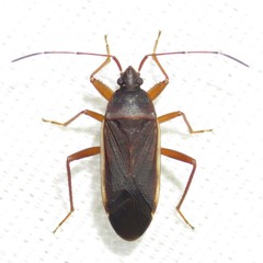 Balboa ampliata