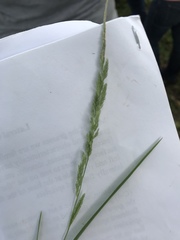 Muhlenbergia mexicana