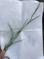 Muhlenbergia mexicana
