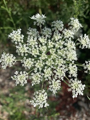 Daucus carota