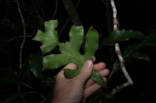 Image of Stenocarpus sinuatus by (c) Greg Tasney, some rights reserved (CC BY-SA)