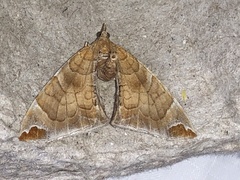 Eulithis molliculata
