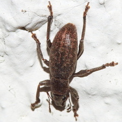 Brachyderes incanus