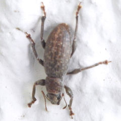 Brachyderes incanus