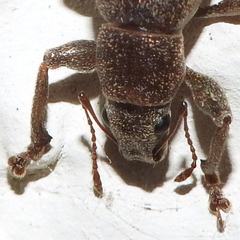Brachyderes incanus