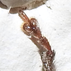 Brachyderes incanus